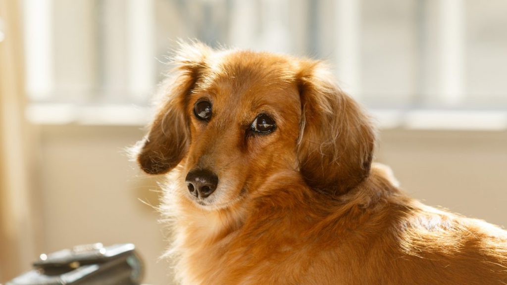 犬の認知症の症状や、予防・対策方法