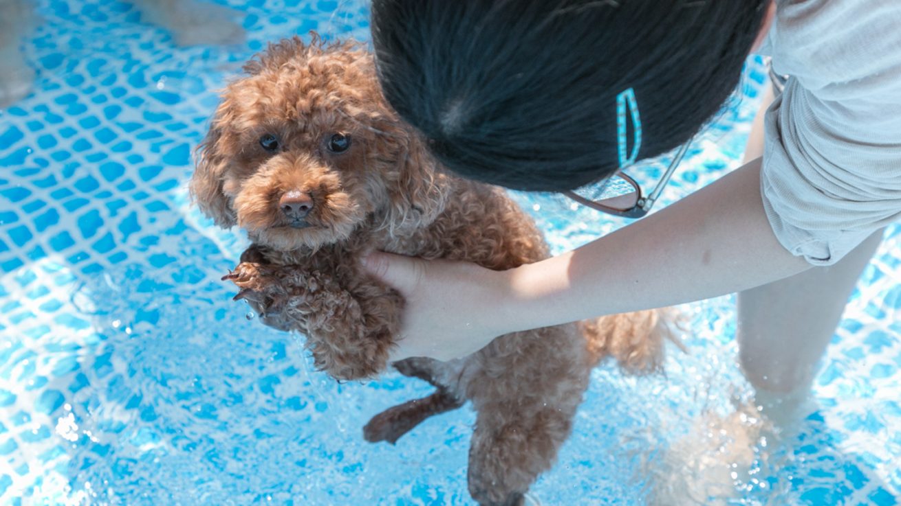 愛犬を水に慣れさせてプールデビューしよう! 愛犬を水に慣れさせてプールデビューしよう!