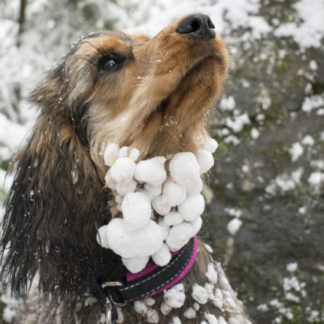 コート 安い 雪 くっつく