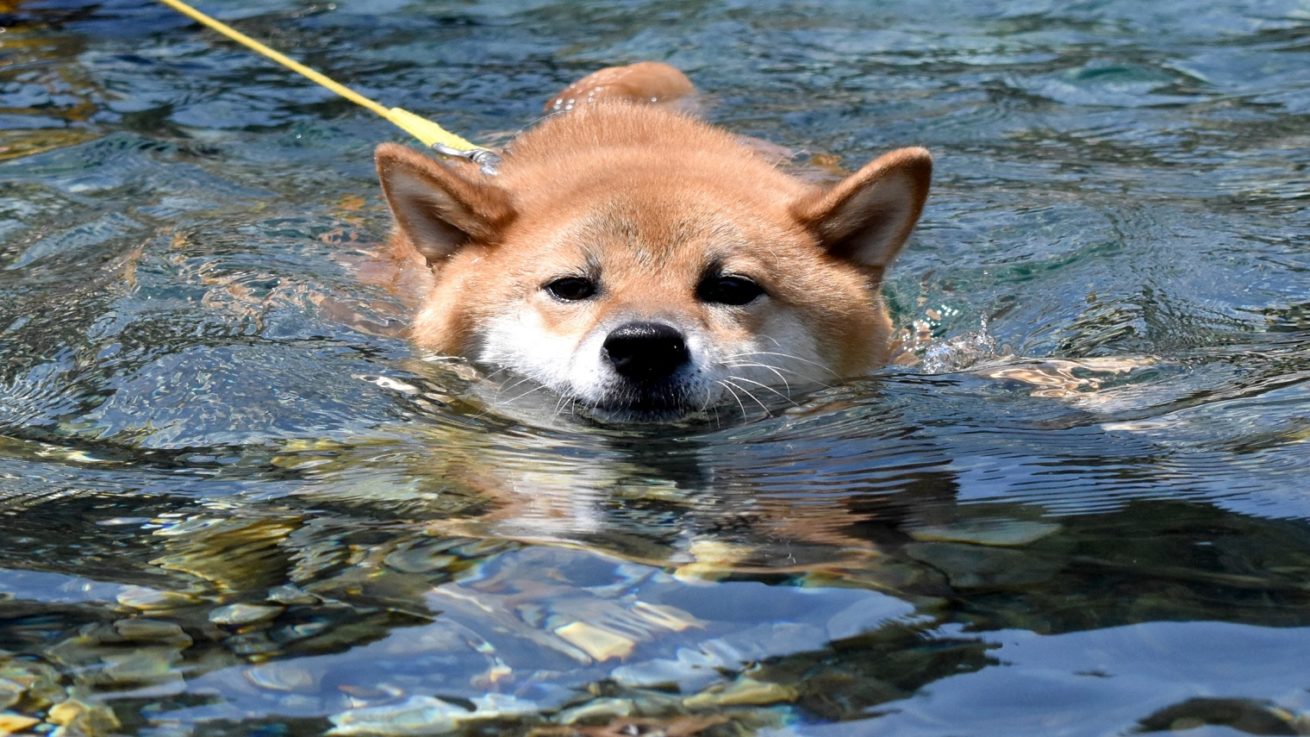 やけどをした猫は冷たい水を怖がる