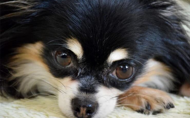 犬の目の健康に役立つ「ルテイン」ってどんな栄養素？