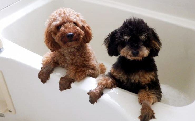 いい風呂の日！犬とお風呂に入ってOK？湯船に犬を入れる際の注意点
