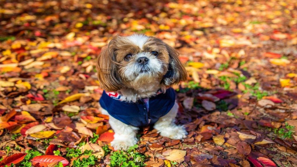 秋から冬にかけて愛犬のお散歩で気を付けたい5つのこと