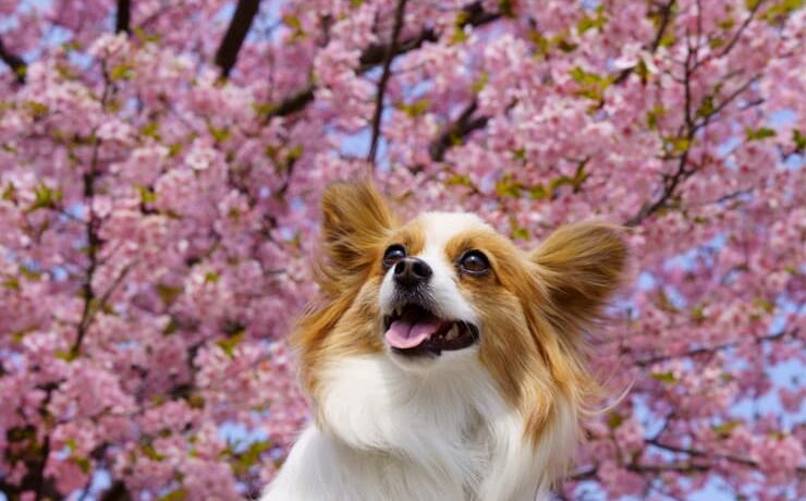 【桜シーズン到来】日本各地の桜前線を辿る、愛犬と歩くおすすめのお花見スポット 12選 ドッグパッド