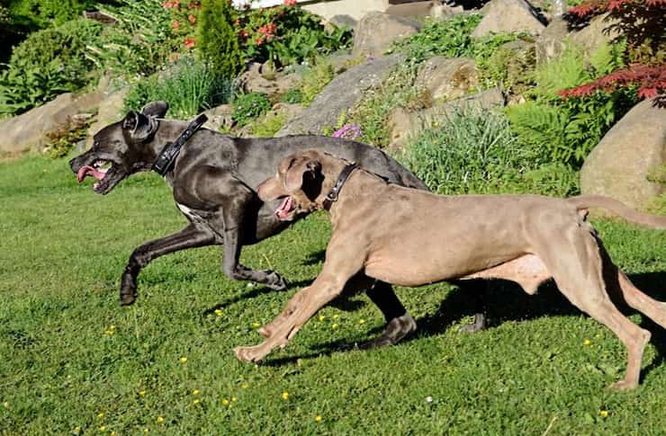 犬の喧嘩は支配性が強いタイプや、子犬の頃に社会化ができていない犬に多い