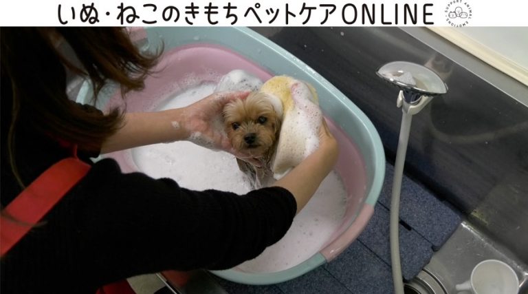 オンラインで犬・猫のホームケア指導が受けられる「いぬ・ねこのきもちペットケアONLINE」