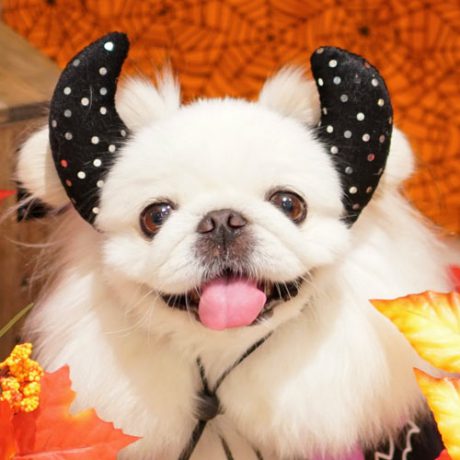 愛犬のハロウィングッズ今年はどうする？おもしろアイテム10選