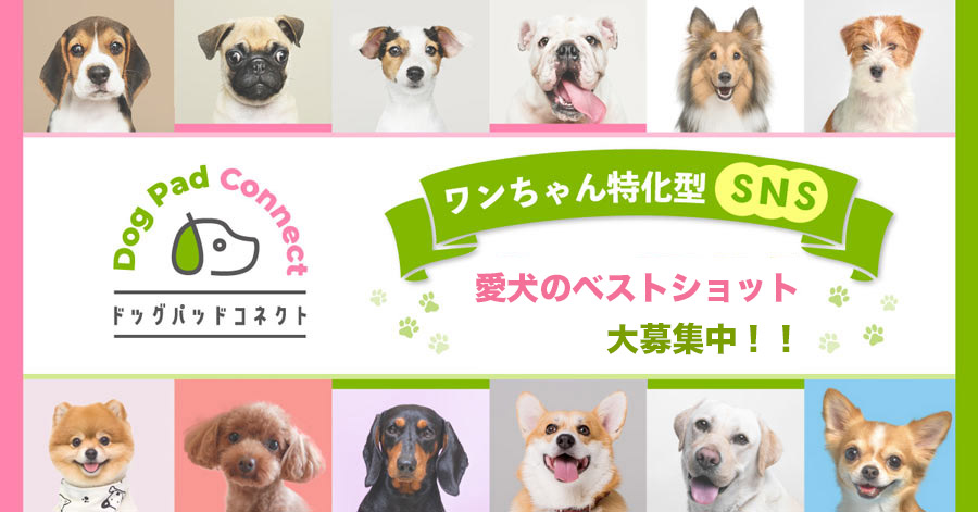 ワンちゃん特化型SNSサイト ドッグパッドコネクト 愛犬の可愛いお写真募集中 SNSで紹介します。