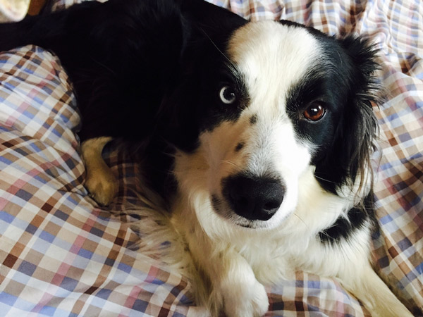 犬の目の色が左右で異なる「オッドアイ」の原因と犬の目の色の種類とは