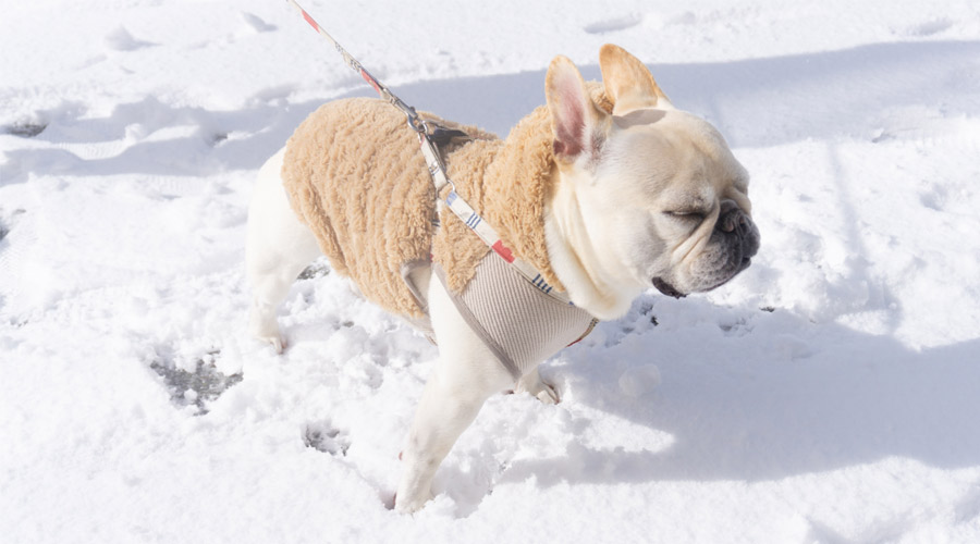 雪遊びでは犬のしもやけに注意