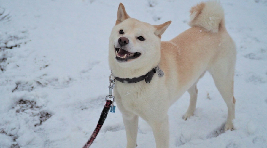 犬が雪を食べても大丈夫なの？