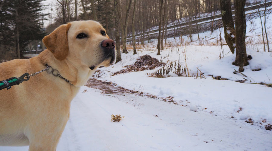 犬は雪を食べると胃腸に大きな負担がかかる