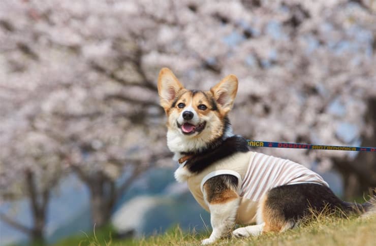 愛犬とのお花見はお散歩をしながら桜を見ることができる場所がおすすめ 愛犬と行く都内のお花見スポット