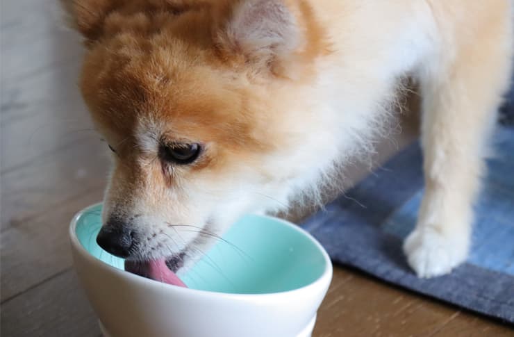 食欲の落ちた高齢犬には、専用のフードが必要？
