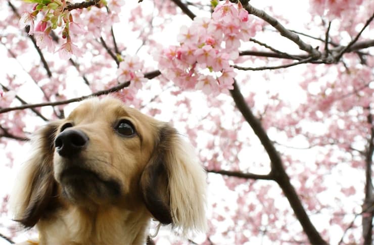 春のお散歩に！桜が見られる愛知県内のスポット5選 ドッグパッド