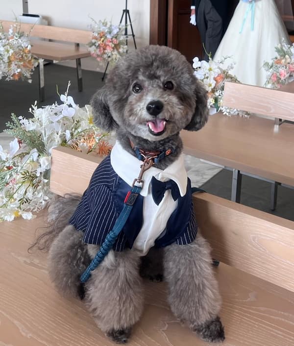 結婚式 参列 愛犬と トイプードル 犬 タキシード 小型犬
