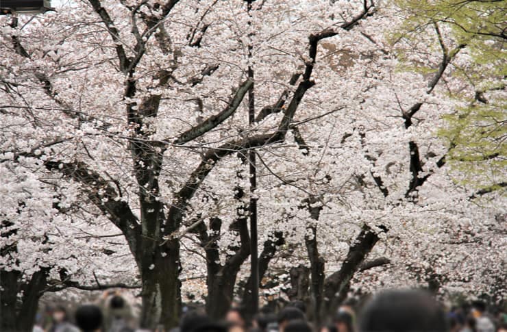ドッグパッドがゆく！ワンちゃんハンティング【代々木公園 後編】桜が満開 お花見散歩