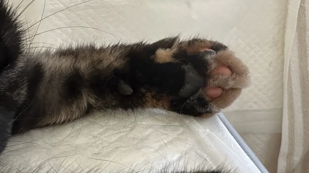 肉球の色は毛色で決まる?