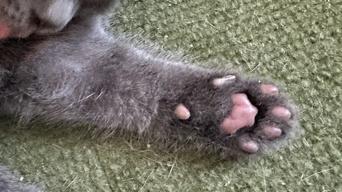 肉球の色は毛色で決まる?