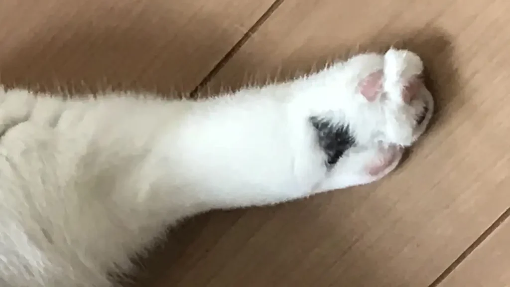 肉球の色は毛色で決まる?