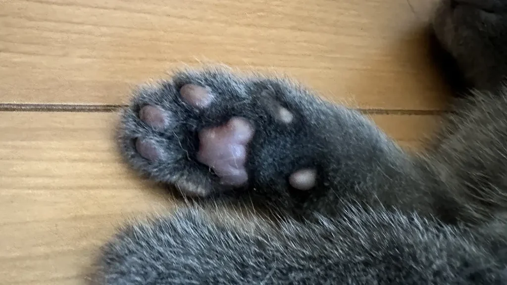 肉球の色は毛色で決まる?